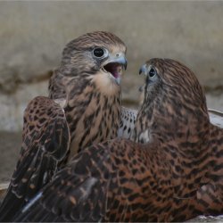 Het Geschenk van Niets Doen