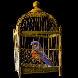 We leven in een (gouden) kooi