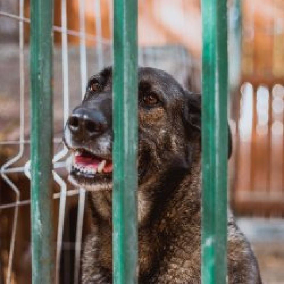 Het voeden van onze emoties
