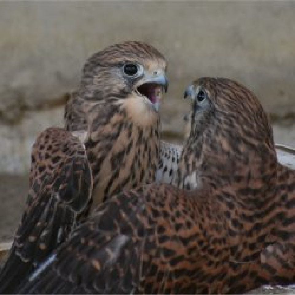 Het Geschenk van Niets Doen