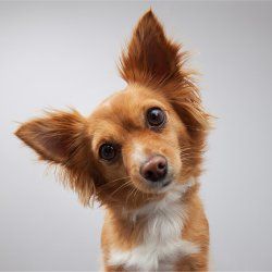 Je oorbewustzijn is een poortwachter